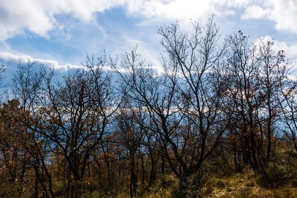 Δασώδη Δέντρα Χωρίς Φύλλα Ένα Μονοπάτι Πεζοπορίας Στα Χαμηλά Βουνά — Φωτογραφία Αρχείου