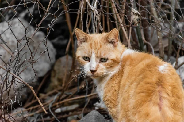 A close-up portrait of a sad stray street cat looking at camera next to a metal fence