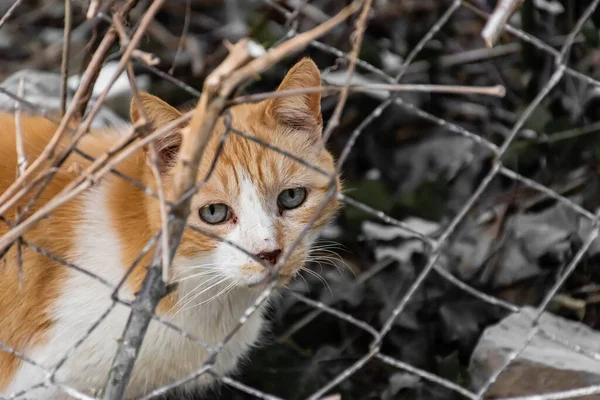 A close-up portrait of a sad stray street cat looking at camera from behind a metal fence