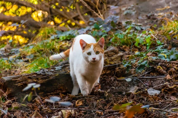 秋の公園でこっそりカメラを見ていると 若い野良猫の率直なショットが驚きました — ストック写真