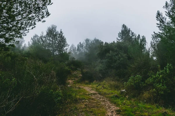 Una Ruta Senderismo Bosque Cubierto Por Una Nube Una Mañana — Foto de Stock