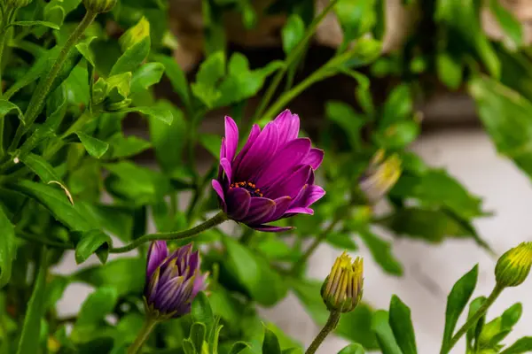 Eine Nahaufnahme Einer Magenta Gänseblümchen Buschblüte Die Nicht Vollständig Geöffnet — Stockfoto