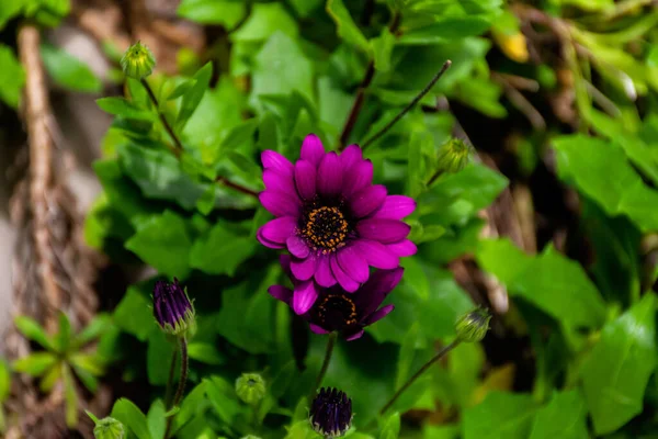 Eine Nahaufnahme Einer Magenta Gänseblümchen Buschblüte Die Nicht Vollständig Geöffnet — Stockfoto