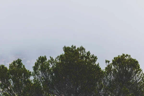 曇り空を背景に針葉樹の上からのクローズアップ撮影 — ストック写真
