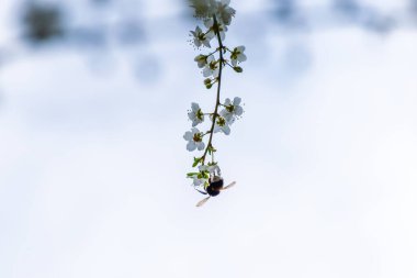 Prunus spinosa 'nın (blackthorn / sloe) çiçek açan nektarıyla beslenen büyük bir yaban arısı)