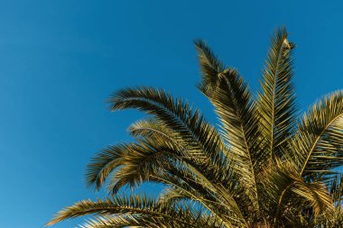 Rüzgarda sallanan bir palmiye ağacının yakın plan görüntüsü berrak mavi gökyüzünün arka planında