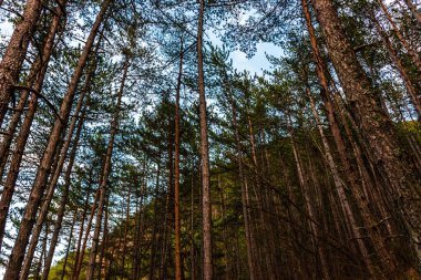 A pine forest illustration: tall pines shot ground up at sunset with warm sunlight