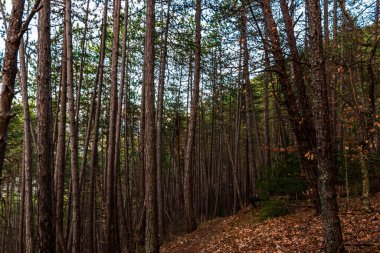 Alp ormanı manzarası, arka planda Alpler 'in olduğu gün batımının ılık güneş ışığıyla aydınlatılıyor.