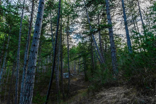 Günbatımında Alpler Yürüyüş Yolu Ile Karanlık Bir Alp Ormanı Manzarası — Stok fotoğraf