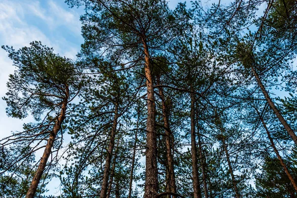 Pine Forest Illustration Tall Pines Shot Ground Sunset Warm Sunlight — ストック写真
