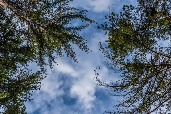 Illustrazione Una Pineta Alti Pini Abbattuti — Foto Stock