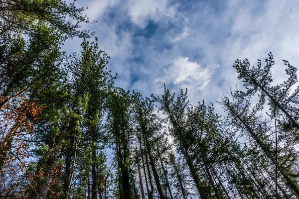 Illustrazione Una Pineta Alti Pini Abbattuti — Foto Stock