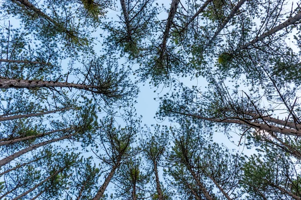 Illustrazione Una Pineta Alti Pini Abbattuti — Foto Stock