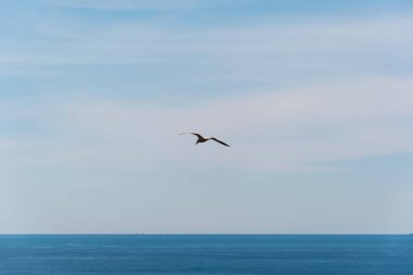 Hafif bulutlu gökyüzü ve Akdeniz 'in arka planında uçan bir martı.