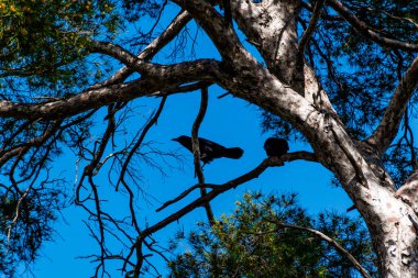 Gölgelerdeki bir parktaki ağaç dalına tüneyen bir şehir kargasının yakın çekimi.