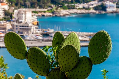 Castle Hill bahçesinde, Akdeniz turkuaz su manzaralı ve arka planda eski Nice limanı olan bir kaktüsün yakın plan çekimi.