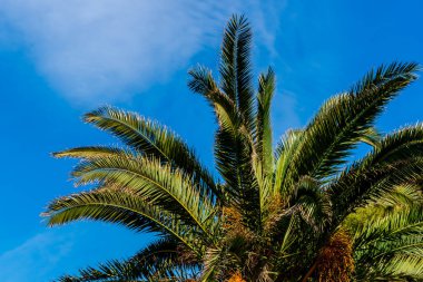 Rüzgarda sallanan bir palmiye ağacının yakın plan görüntüsü berrak mavi gökyüzünün arka planında