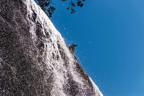 Nahaufnahme Einer Möwe Die Auf Einem Wasserfall Vor Dem Hintergrund — Stockfoto