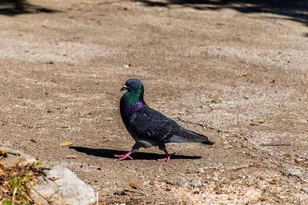 Close Shot Urban Pigeon Walking Sidewalk Pavement Park Looking Curiously — Stock Photo, Image