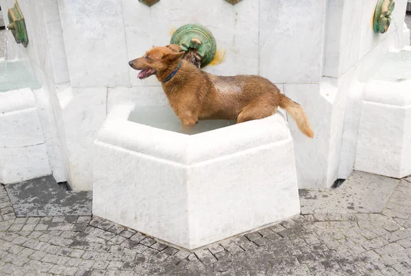 Dog in water — Stock Photo, Image