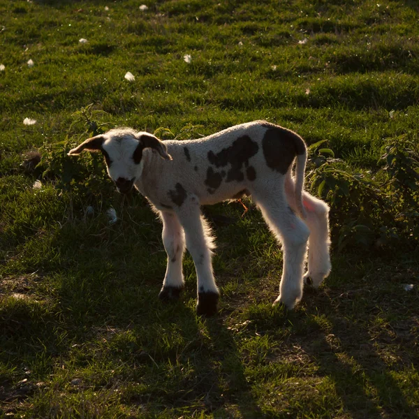 Новорожденный ягненок на траве — стоковое фото