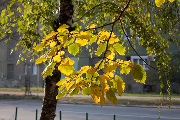 Gula och gröna höstlöv 2 — Stockfoto