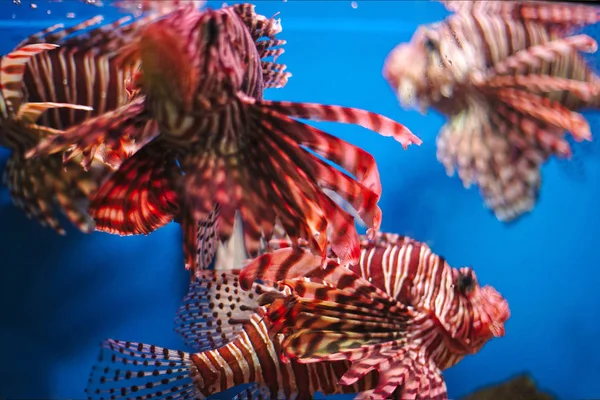 Red lionfish in ocean — Stock Photo, Image