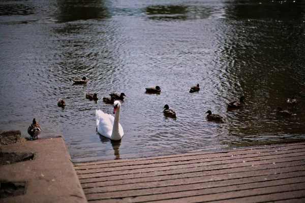 Der weiße große schwan schwimmt im fluss mit entchen im sommer in europa — Stockfoto