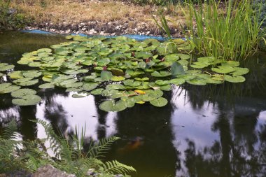 JuraPark Solec - Solec Kujawski 'deki dinozor parkı. Polonya