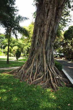 Ho Chi Minh 'deki Tao Dan Park' taki yaşlı ağaç. Vietnam