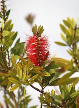 Filiates 'te çiçek. Yunanistan