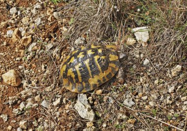 Kaplumbağa Filiates yakınlarında. Yunanistan