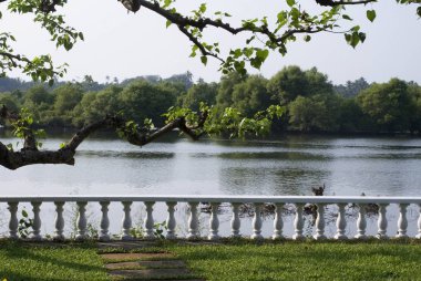Goa 'daki Nerul Nehri. Hindistan