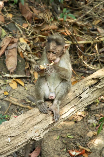 果阿的猴子印度 — 图库照片