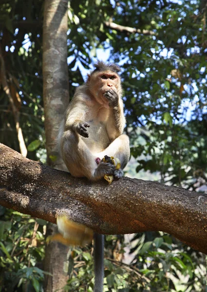 Scimmia Goa India — Foto Stock