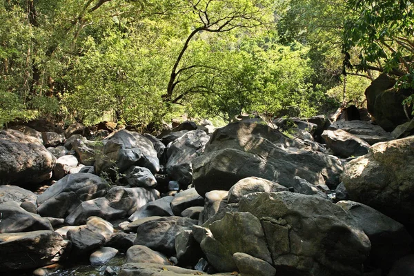 Giungla Nel Karnataka India — Foto Stock