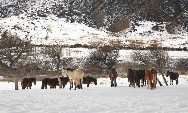 Konie Wąwozie Grigoriewa Kirgistan — Zdjęcie stockowe