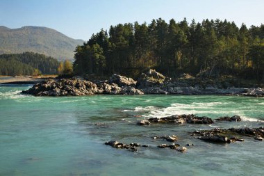 Manzherok köyündeki Katun nehri. Altai Cumhuriyeti. Rusya