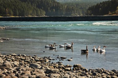 Manzherok köyündeki Katun nehri. Altai Cumhuriyeti. Rusya