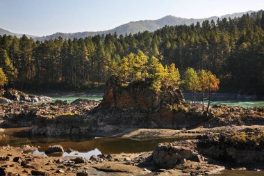 Manzherok köyündeki Katun nehri. Altai Cumhuriyeti. Rusya