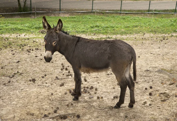 Zoo Gdańsk Oliwa Gdańsku Polska — Zdjęcie stockowe