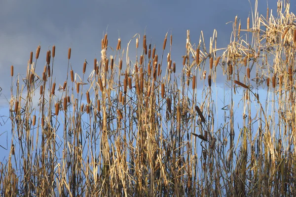 Landschap Bij Kekava Letland — Stockfoto