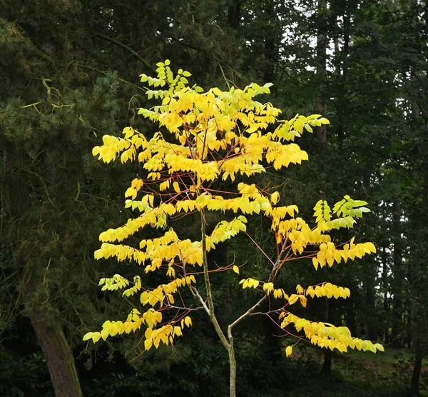 Namen Park Wallonië België — Stockfoto