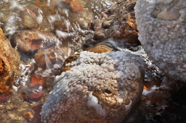 Ein Gedi 'de ölü deniz kıyısında. İsrail
