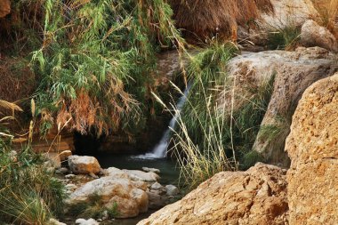 Ein Gedi Ulusal Parkı. İsrail