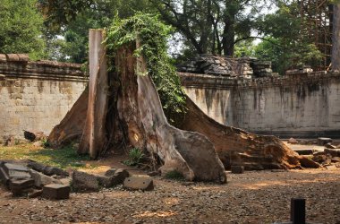 Angkor 'daki Ta Prohm tapınağı. Siem Reap bölgesi. Kamboçya