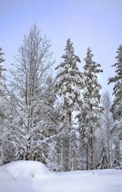 Maselga köyü yakınlarındaki manzara. Kargopol bölgesi. Arkhangelsk Oblastı. Rusya
