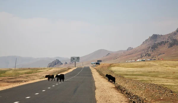 Byki Drodze Parku Narodowym Gorkhi Terelj Mongolia — Zdjęcie stockowe