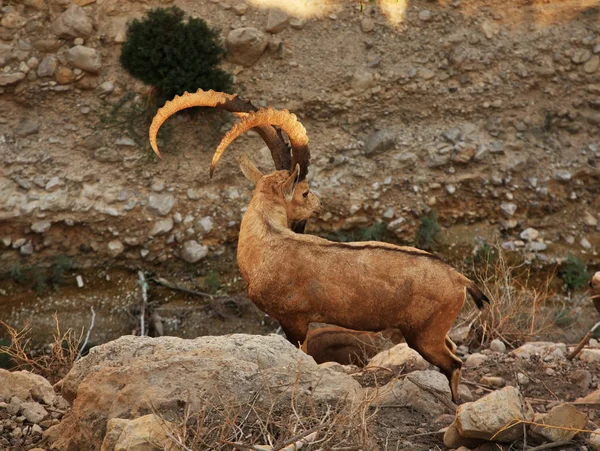 Hyraks Skalny Parku Narodowym Ein Gedi Izrael — Zdjęcie stockowe