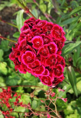 Rundale, park, pilsrundale, bitki, çiçek, çiçek, çiçek, bitki, manzara, doğa, manzara, Letonya, Letonya